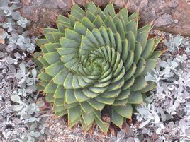 多叶芦荟（学名：Aloe polyphylla），又名螺旋芦荟，俗称所罗门王碧玉冠，是莱索托德拉肯斯堡山脉特有的一种芦荟。 多叶芦荟植株多单生。与一般芦荟不同，叶片呈三角形；老叶片顶端成钝角，成螺旋状排列，成圆盆状。叶片绿色至黄绿色。花红色，花柄有分枝，并有白色苞片。 只能通过播种种植