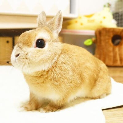 天了噜，这只萌萌的小兔兔~http://www.xiumeitu.net/mengchong/910.html