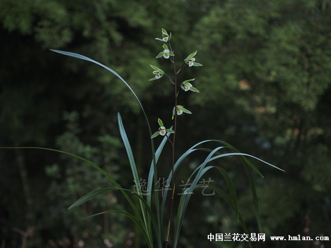 细叶荷仙韵