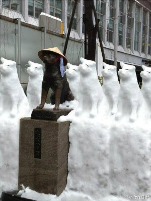 今天凌晨东京下起了2016年的第一场雪，大名鼎鼎的忠犬八公，真变成八公啦。