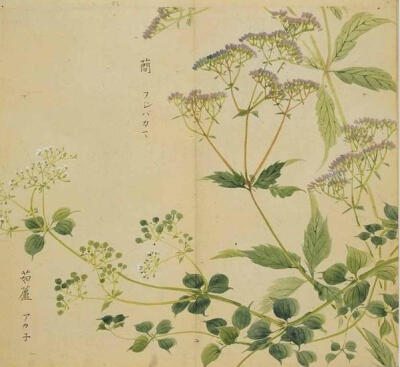 诗经中的植物：茜草(茹藘)。《诗经．国风．郑风．出其东门》：出其东门，有女如云。虽则如云。匪我思存。缟衣綦（ qí）巾，聊乐我员。出其闉（yīn）阇（ dū），有女如荼。虽则如荼，匪我思且。缟衣茹藘，聊可与娱…