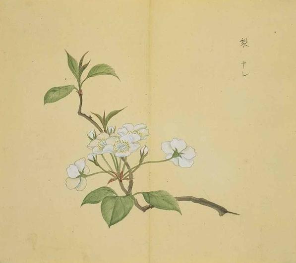 詩經(jīng)中的植物：梨。《召南．甘棠》：蔽芾甘棠，勿剪勿伐，召伯所蘢。蔽芾甘棠，勿剪勿敗，召伯所憩。蔽芾甘棠，勿剪勿拜，召伯所說。| 圖選自《詩經(jīng)名物圖解》，由日本江戶時代的儒學(xué)者細(xì)井徇/細(xì)井東陽撰繪，其主要內(nèi)容為《詩經(jīng)》輔配百余幅精美古畫。大約繪制出版于嘉永元年（1848）。