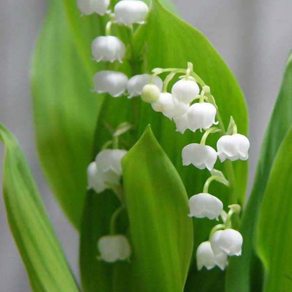 【香型铃兰花盆栽花卉】铃兰植株矮小，幽雅清丽，芳香宜人，是一种优良的盆栽观赏植物；通常用于花坛花境，亦可作地被植物，其叶常被利用做插花材料；有乳白、粉红和斑叶等品种，可以根据自己的喜爱挑选哦。￥2.6