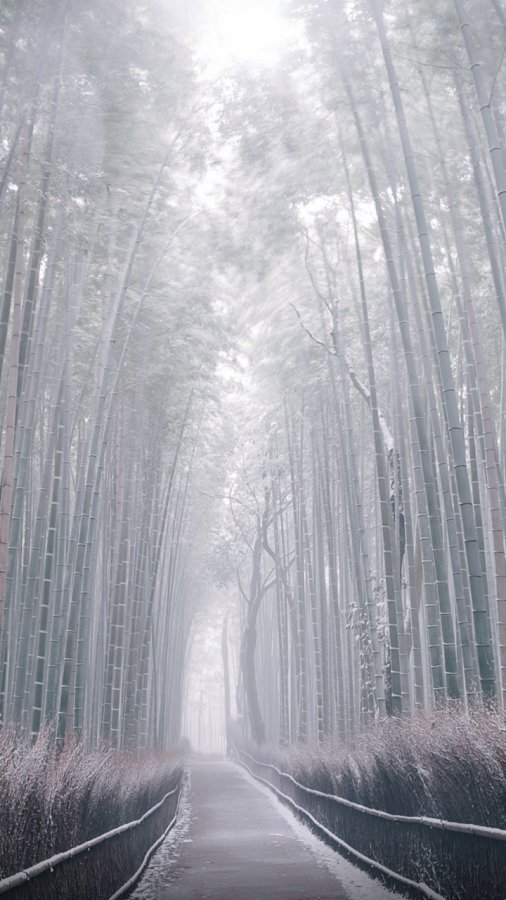 竹海幽静小路