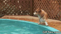 逗比动物袭来.....