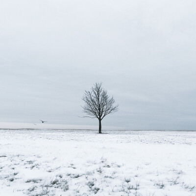 Winter tree | Homage to @Kbasta 手机摄影chihato色彩植物iphone摄影摄影极简风景iphone 6手机摄影赢OPPO N3
