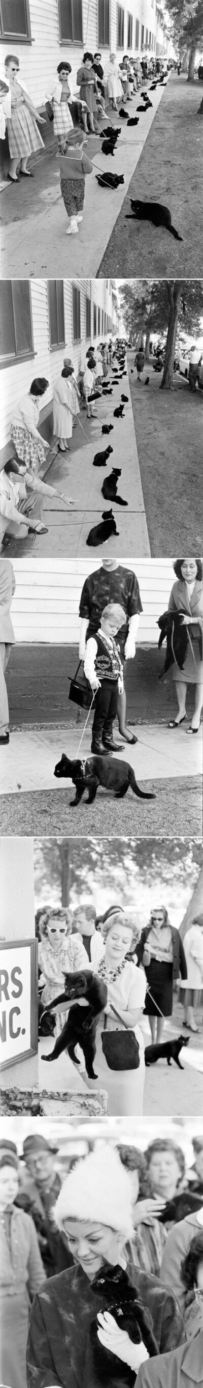 1961年，好莱坞拍电影需要一只黑猫演员，喵星人携主人排队试镜。