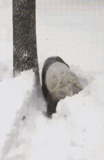 美国大暴雪，华盛顿动物园里的滚滚~ (咦 我腿呢？哦 还在！）