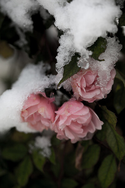 當你愛了，就是愛。再多的理智分析，也比不上真正愛過一次。elorablue: snow roses by ilva-b on Flickr.