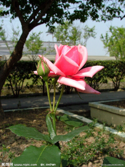 淡粉色玫瑰花