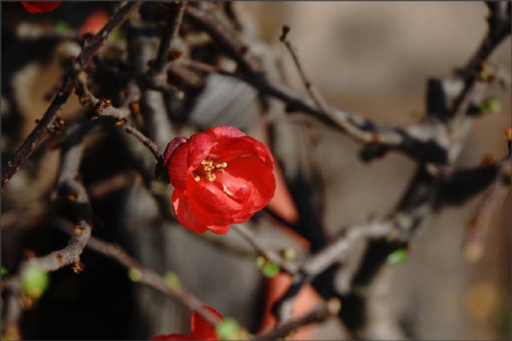 梅。南山花卉世界