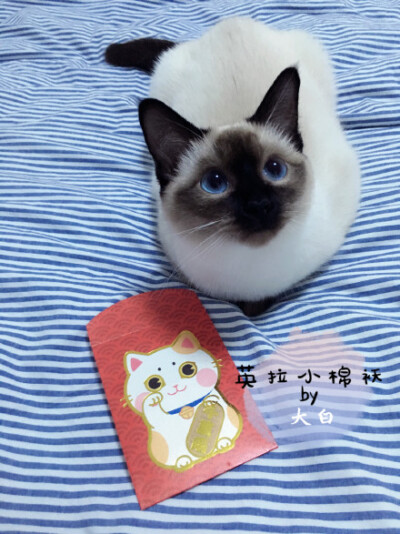 #猴年吉祥##英拉小棉袄# 恭喜发财！红包拿来！