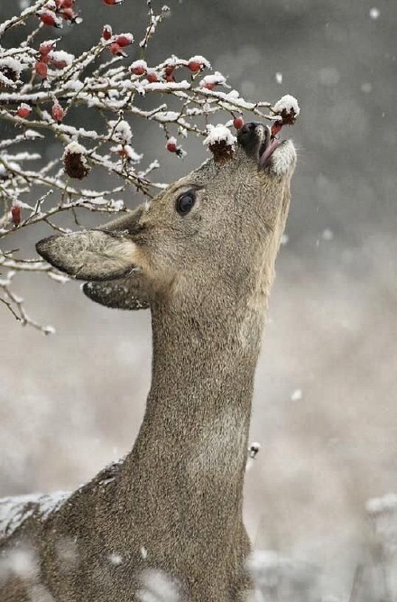 冬日森林麋鹿摄影作品欣赏