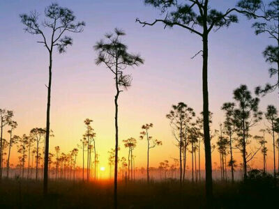 Silhouetted Pines at Sunrise Everglades National Park Florida 佛罗里达州：大沼泽地国家公园日出