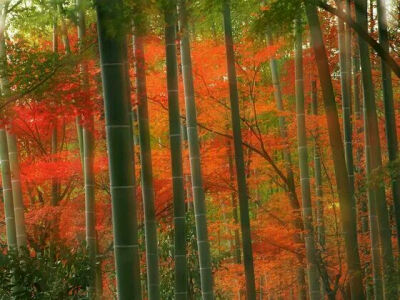 Bamboo Forest Arashiyama Park Kyoto Japan 日本京都：岚山公园竹林