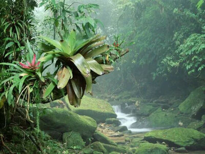 Bromeliads Bocaina National Park Atlantic Rainforest Brazil 巴西：波凯那国家公园热带图片