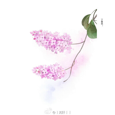 丁香花 繪師【丨無(wú)軒丨丨】