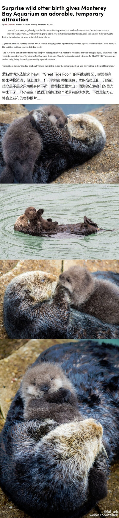 哇，加州蒙特雷湾水族馆里，一只野生海獭妈妈造访馆内的海景环礁湖区，生下了一只海獭幼崽，成为了围观的焦点。 原来海獭宝宝是这个样子哒……