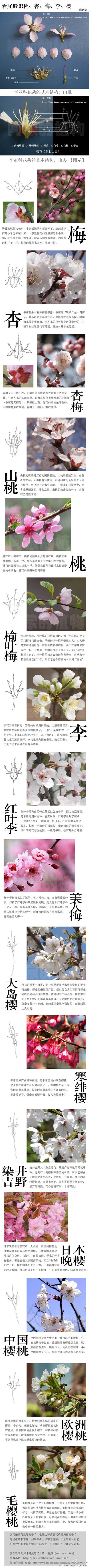 辨别相似花朵【这张图必须感谢@黑狗_青岩草木工作室的汪汪老师 @空错 提供的桃花解剖图和花卉图。】