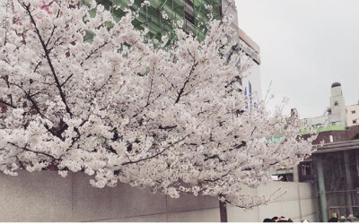 梨花女子大学*Ewha Womans University