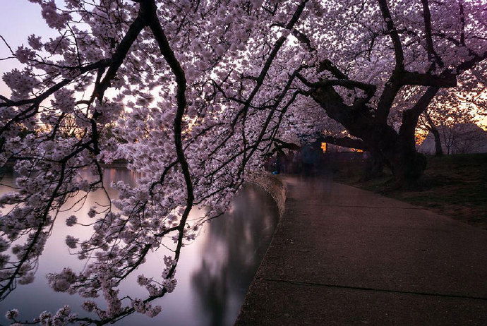 国家地理上的一些“日本樱花季”照片 #一起看世界#