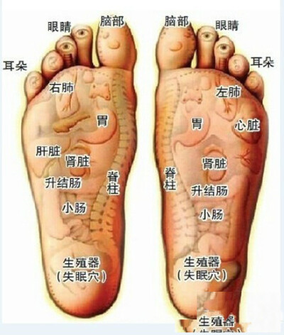 【教父母防高血压】每天晚上用手指在脚底板的前半部分用力摩擦，使脚底发热，左右脚交替进行，每只脚至少擦30分钟，反复进行，坚持几周，有高血压的血压慢慢降下，没有高血压的人也不容易得！