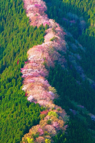 奈良吉野山，千本樱，日本第一赏樱名所~在吉野山一眼望去能看见一千树樱花！！美不胜收！！