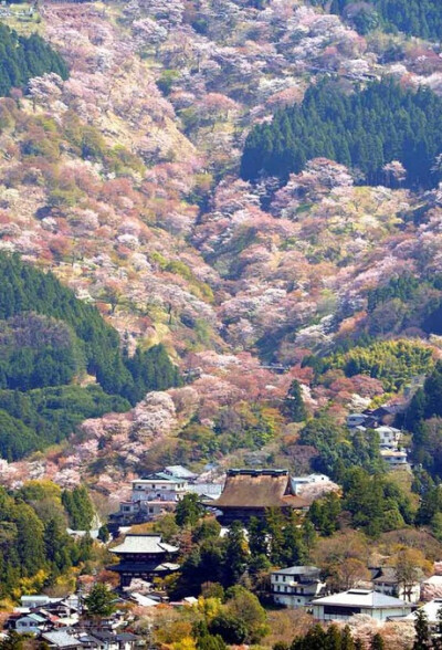 奈良吉野山，千本樱，日本第一赏樱名所~在吉野山一眼望去能看见一千树樱花！！美不胜收！！