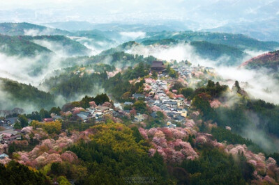 奈良吉野山，千本樱，日本第一赏樱名所~在吉野山一眼望去能看见一千树樱花！！美不胜收！！