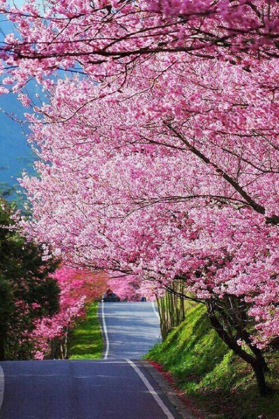 奈良吉野山，千本樱，日本第一赏樱名所~在吉野山一眼望去能看见一千树樱花！！美不胜收！！