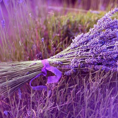 薰衣草，紫色的魅惑，迷醉了整个世界。