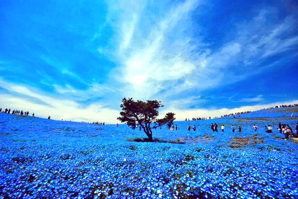 日本茨城日立海滨公园当前的蓝色花海，简直美哭。