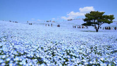 日本茨城日立海滨公园当前的蓝色花海，简直美哭。