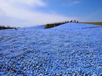 日本茨城日立海滨公园当前的蓝色花海，简直美哭。