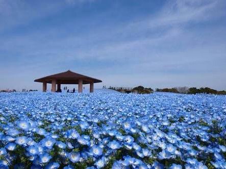 日本茨城日立海滨公园当前的蓝色花海，简直美哭。