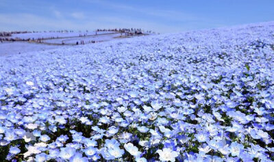 日本茨城日立海滨公园当前的蓝色花海，简直美哭。