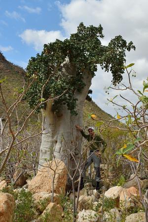 索科特拉岛之旅在homhil乳香树和巨大adenium obesum 沙漠玫瑰