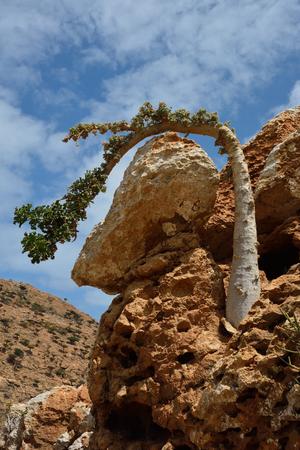 Tour to Socotra in Homhil among trees of frankincense and huge Adenium obesum 索科特拉岛之旅在homhil乳香树和巨大adenium obesum 沙漠玫瑰