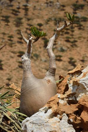 索科特拉岛之旅在homhil乳香树和巨大adenium obesum 沙漠玫瑰