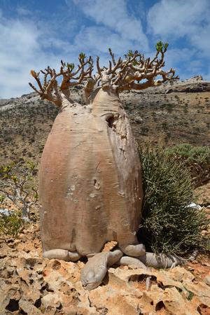 Adenium obesum in Socotra 索科特拉岛之旅在homhil乳香树和巨大adenium obesum 沙漠玫瑰