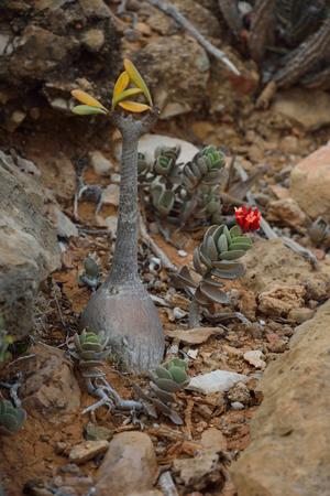 索科特拉岛之旅在homhil乳香树和巨大adenium obesum 沙漠玫瑰