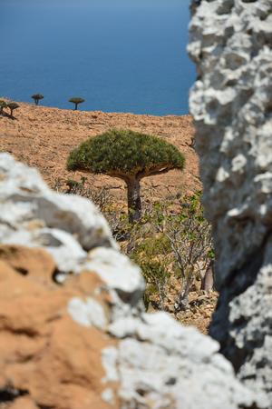 Dracena cinnabar 索科特拉岛之旅在homhil乳香树和巨大adenium obesum 沙漠玫瑰