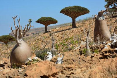 Homhil in Socotra 索科特拉岛之旅在homhil乳香树和巨大adenium obesum 沙漠玫瑰