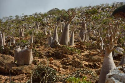 索科特拉岛之旅在homhil乳香树和巨大adenium obesum 沙漠玫瑰