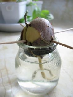 how to grow: an avocado tree, apple tree, citrus tree, pineapple plant, yams from produce seeds/cuttings you buy at the grocery