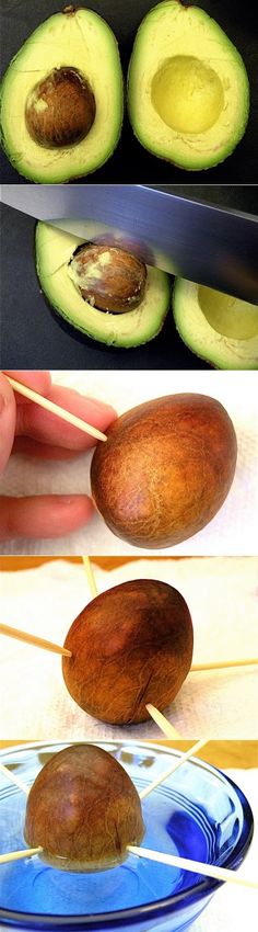 &amp;gt;Basically you : Eat an avocado (fun part) Clean-off the pit Suspend it over a dish of water with toothpicks (half-submerged) Wait 3 to 6 weeks for it to sprout Simple enough, right? Now, I can't guarantee that you'll have fruit for even a year or two, but it's worth the wait.