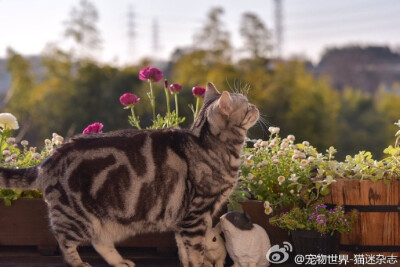 萌猫~图自Twitter：RAMUSTAGRAM)