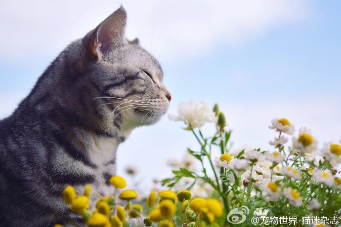 萌猫~(图自Twitter：RAMUSTAGRAM)