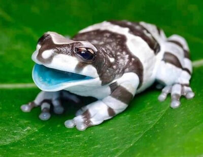 The Amazon milk frog, a large species of arboreal frog native to the Amazon Rainforest in South America.: