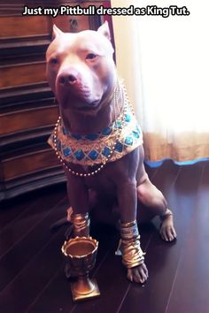 pitbull dog funny - Google Search